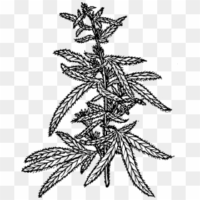 Cannabis Plant Drawing Png, Transparent Png - marijuana leaf vector png
