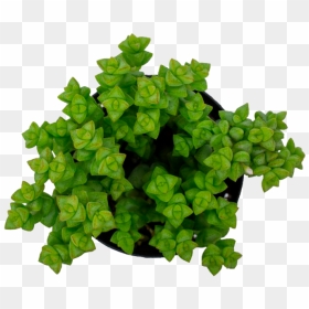 Proposal Cover Business, HD Png Download - office plant png