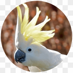Pet Birds In India, HD Png Download - cockatoo png