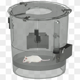 Rat, HD Png Download - rats png