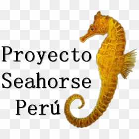 Seahorse Peru, HD Png Download - sea horse png