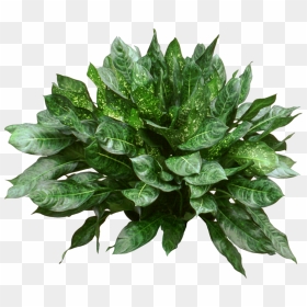 Houseplant, HD Png Download - office plant png