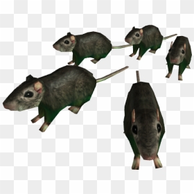 Horde Of Rats - Roblox Rat, HD Png Download - rats png