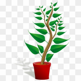 Getting To Know Plants, HD Png Download - office plant png