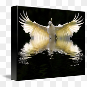 Sulphur Crested Cockatoos Flying, HD Png Download - cockatoo png