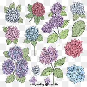 Set Of Hydrangea Vector - Lilac, HD Png Download - dandelion vector png
