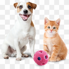 Cuteness, HD Png Download - dog toy png