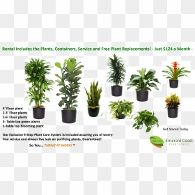 Easy Plant Rentals, Starting At Just $124/month - Houseplant, HD Png Download - office plant png
