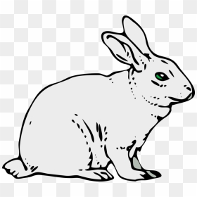Rabits And Hares,carnivoran,hare - Rabbit Clipart Free, HD Png Download - hare png