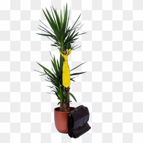 Flowerpot, HD Png Download - office plant png