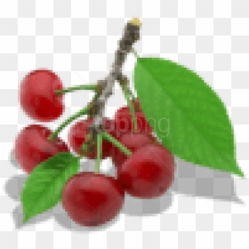 Download Twig Of Cherry Clipart Png Photo - Portable Network Graphics, Transparent Png - cherry clipart png