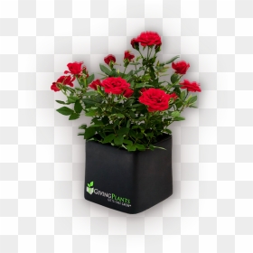 Corporate Logo Gift Plants - Increase Flowering In Plants, HD Png Download - office plant png