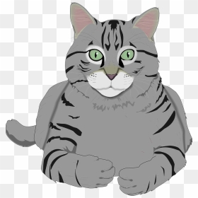 Tabby Cat Png, Transparent Png - tabby cat png