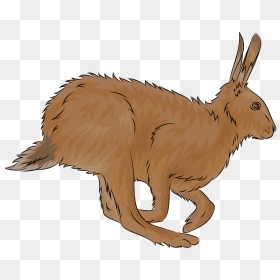 Brown Hare Clipart - Hare Clipart, HD Png Download - hare png