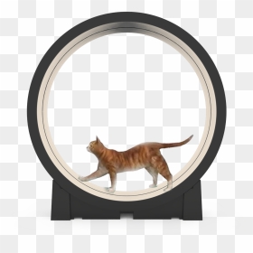 Tabby Cat , Png Download - California Spangled, Transparent Png - tabby cat png