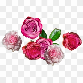 Garden Roses, HD Png Download - lipstick print png