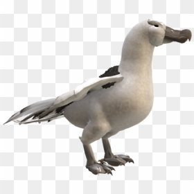 Albatross Png Hd - Albatross Transparent, Png Download - cockatoo png