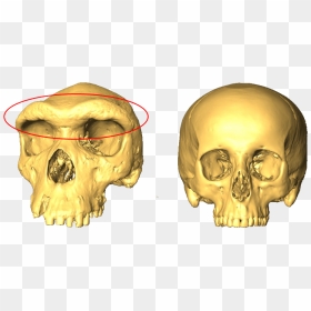 Two Skulls, One With A Larger Eyebrow Ridge - Brow Ridge Size In Skull, HD Png Download - groucho glasses png