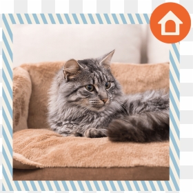 4 - Cat Bed, HD Png Download - tabby cat png