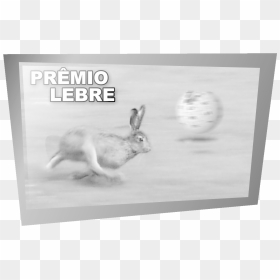 Lebre Ao Merito - Fast Hare, HD Png Download - hare png