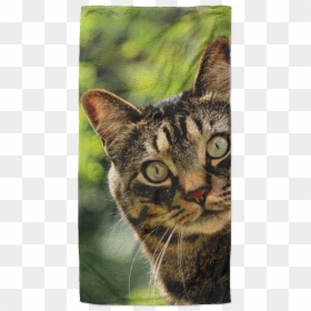 Domestic Short-haired Cat, HD Png Download - tabby cat png
