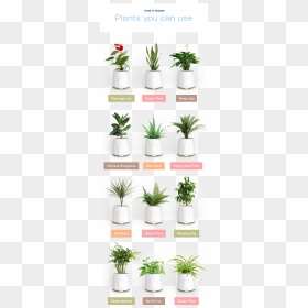 Natede Plants, HD Png Download - office plant png