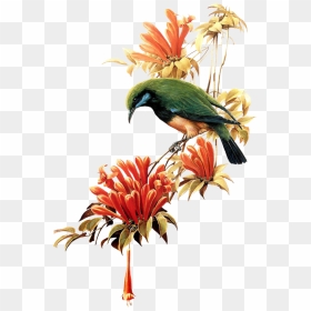 Ramo De Flor Com Pássaro - Beautiful Bird Fly Transparent, HD Png Download - ramo de flores png