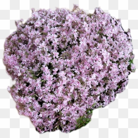 Artificial Flower, HD Png Download - ground cover png