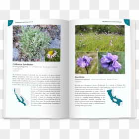 Blue-dicks - Crocus, HD Png Download - ground cover png
