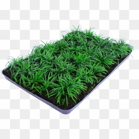Dwarf Lilyturf, HD Png Download - ground cover png