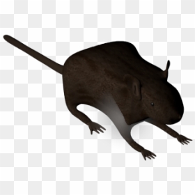 Punxsutawney Phil, HD Png Download - particle texture png
