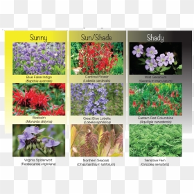 Ground Cover Png, Transparent Png - ground cover png