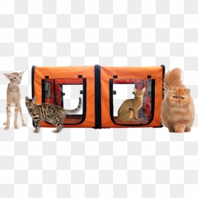 Tabby Cat, HD Png Download - tabby cat png