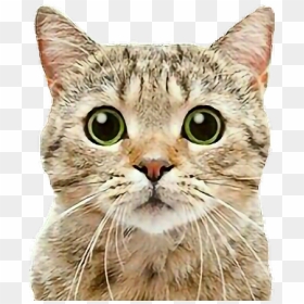 #cat #cats #tabbycat #tabby #petsandanimals #animals, HD Png Download - tabby cat png