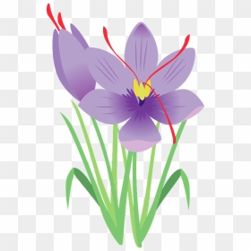 Saffron Flower Clipart - 素材 イヌ サフラン イラスト, HD Png Download - plumeria flower png