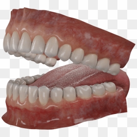 Transparent Wolf Teeth Png - Set Of Teeth Png, Png Download - wolf teeth png