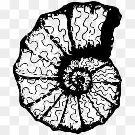 Monochrome Plant - Sea Shell Clip Art, HD Png Download - shell clipart png