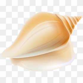 Seashell Shankha Transparent Conchology Png File Hd - Seashell, Png Download - shell clipart png