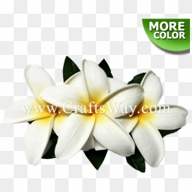 Cmm-078 Custom Made Flower Hairpiece, Plumeria Hair - Frangipani, HD Png Download - plumeria flower png
