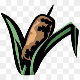 Vector Illustration Of Cattail Bulrushes Bulrush In, HD Png Download - cattail png