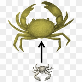 Freshwater Crab, HD Png Download - pintor png