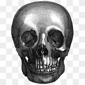 Vintage Halloween Skull - Vintage Skull Png, Transparent Png - halloween skull png