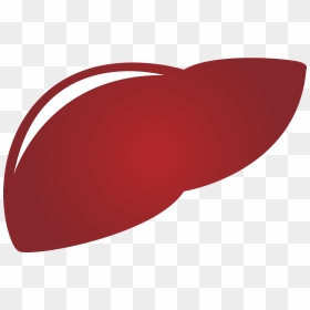 Liver Organ Clipart - Kfc, HD Png Download - heart organ png