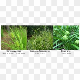 Grasses And Sedges, HD Png Download - cattail png