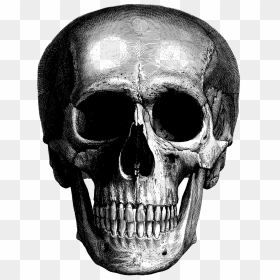 Transparent Real Skull Png - Vintage Scientific Illustration Skull, Png Download - halloween skull png