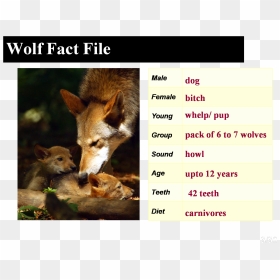 Howling Is One Way Wolves “talk” To Each Other , Png - Facts About The Red Wolf, Transparent Png - wolf teeth png