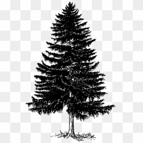 Evergreen Tree Png Photos - Pine Trees Black And White Vector, Transparent Png - evergreen trees png