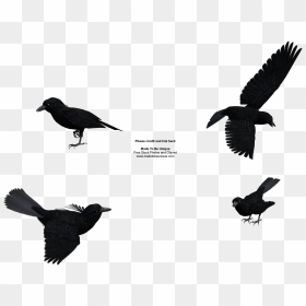 Raven Clipart Public Domain - Clip Art, HD Png Download - raven flying png
