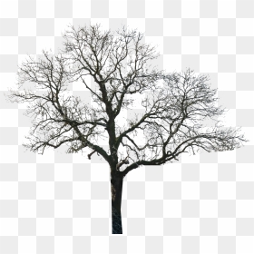 Tree Black And White Photoshop Clipart , Png Download - Black And White Trees For Photoshop, Transparent Png - photoshop tree png
