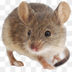 Mouse Png File - White Mouse No Background, Transparent Png - png mouse